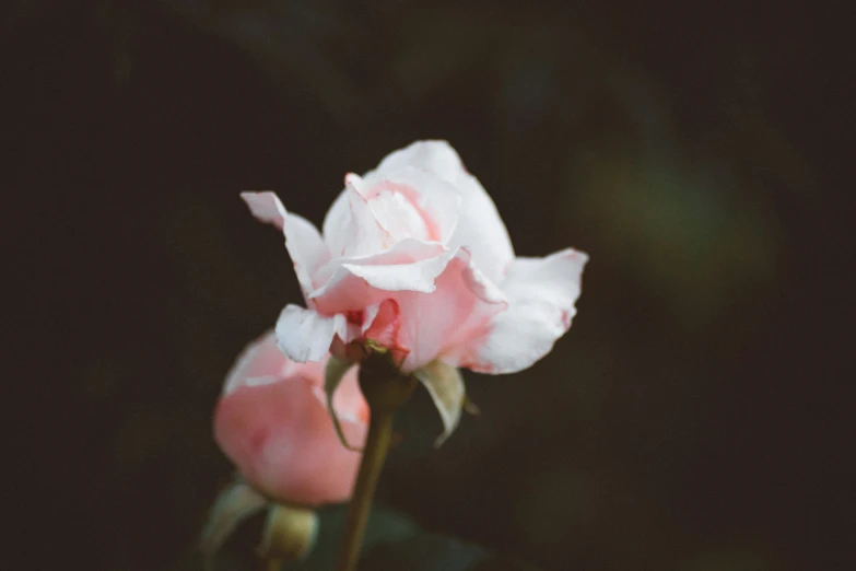 pink and white flower is blooming inside a dark room