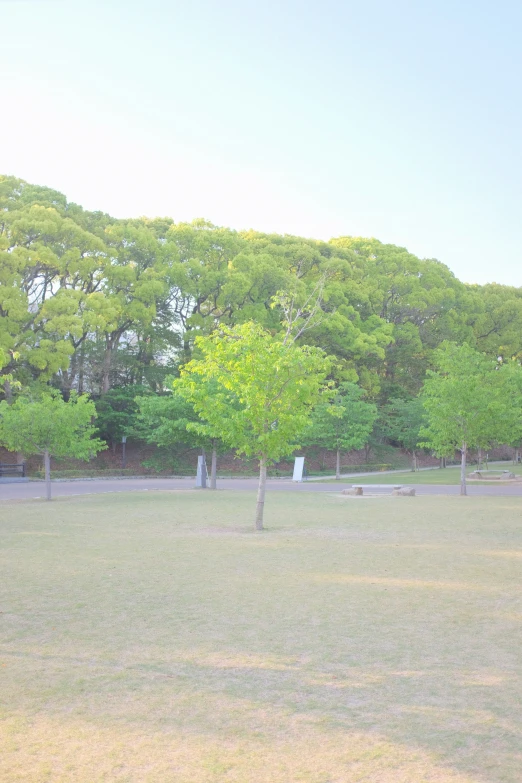 the trees are green as a park bench is set by it