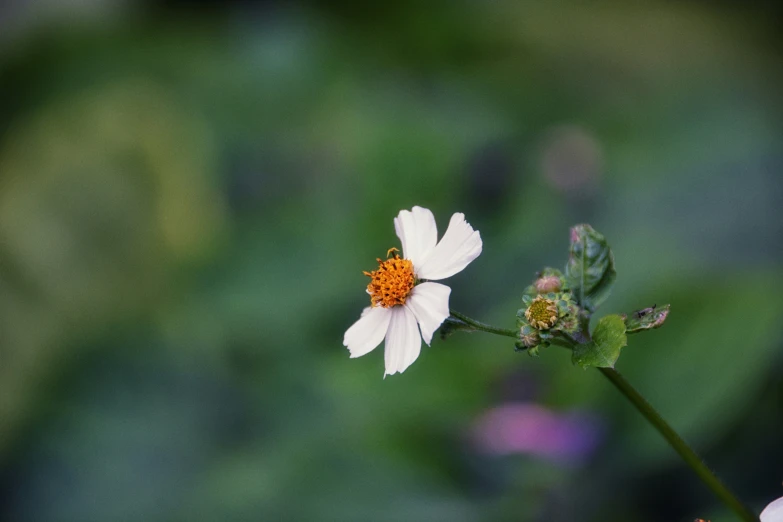 a white flower with yellow center and two other flowers