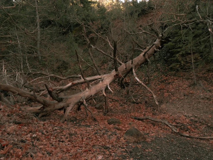 there is a fallen tree in the woods