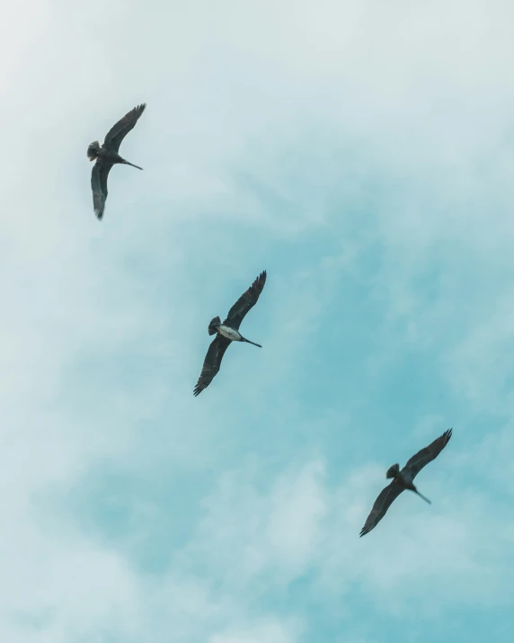 three large birds flying in the sky