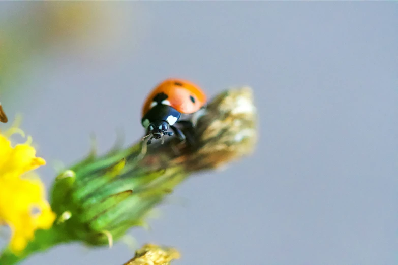 a ladybug with black and orange dots on its back