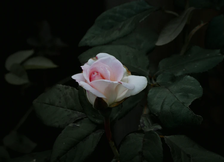 a pink rose with water droplets on it