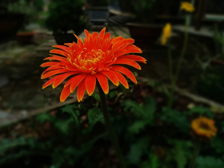 a bright orange flower in a greenhouse