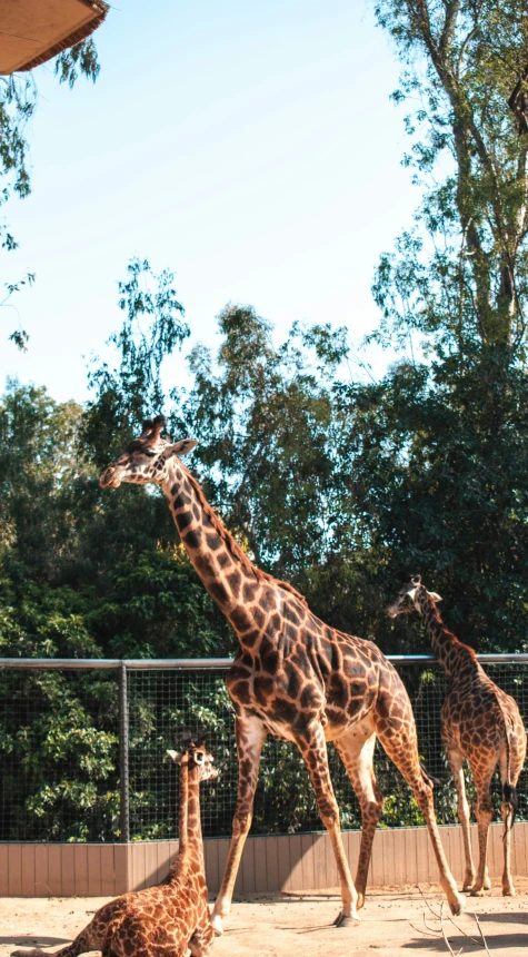 three giraffes and two ostriches on the dirt