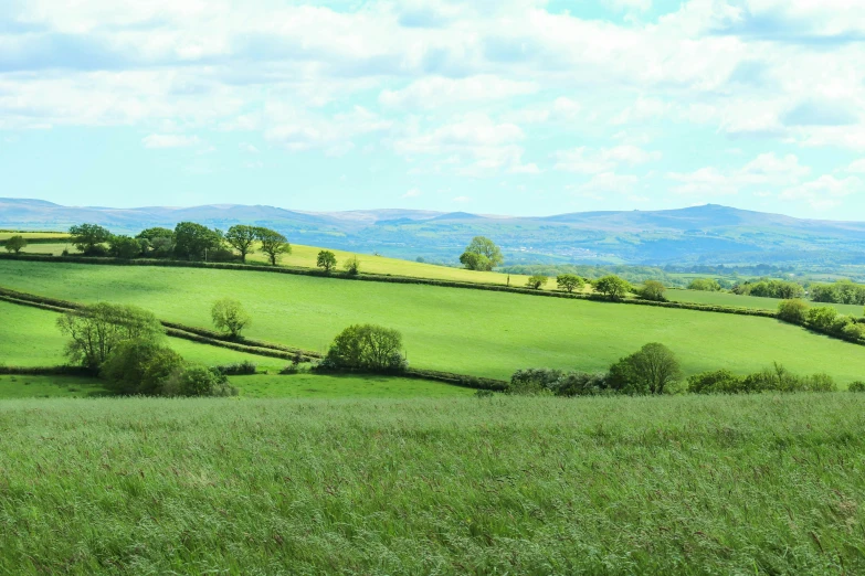 a lush green field filled with animals and hills