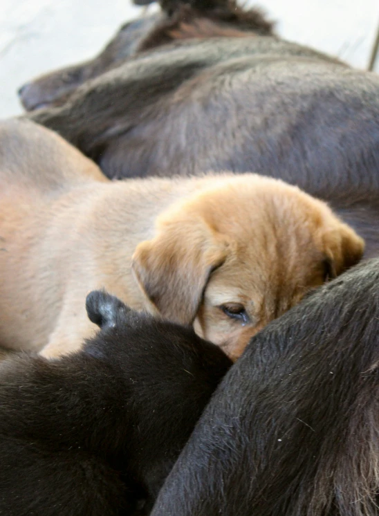 a group of puppies huddle around while playing