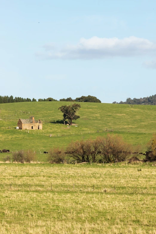 a cow grazes in a large grassy field