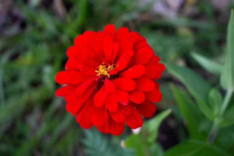 closeup of a red flower with leaves and grass in the background