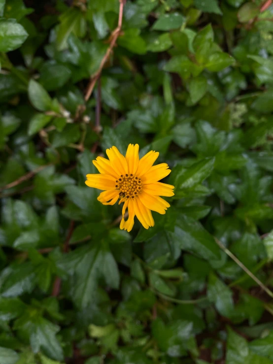 a yellow flower in front of green plants