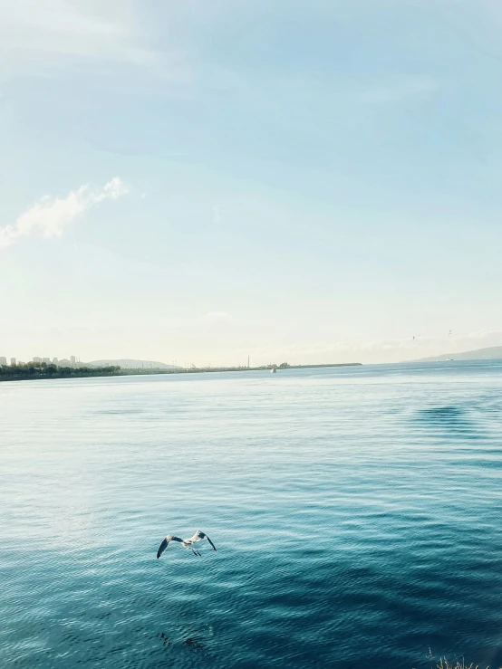 a seagull flying over an ocean and it's shadow in the water