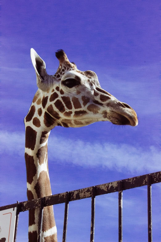 a tall giraffe standing next to a fence