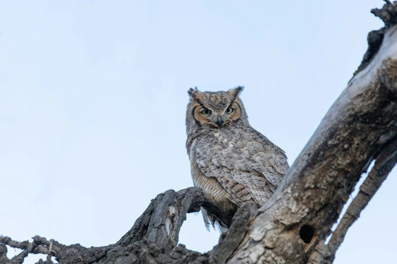 a large owl perched on top of a tree