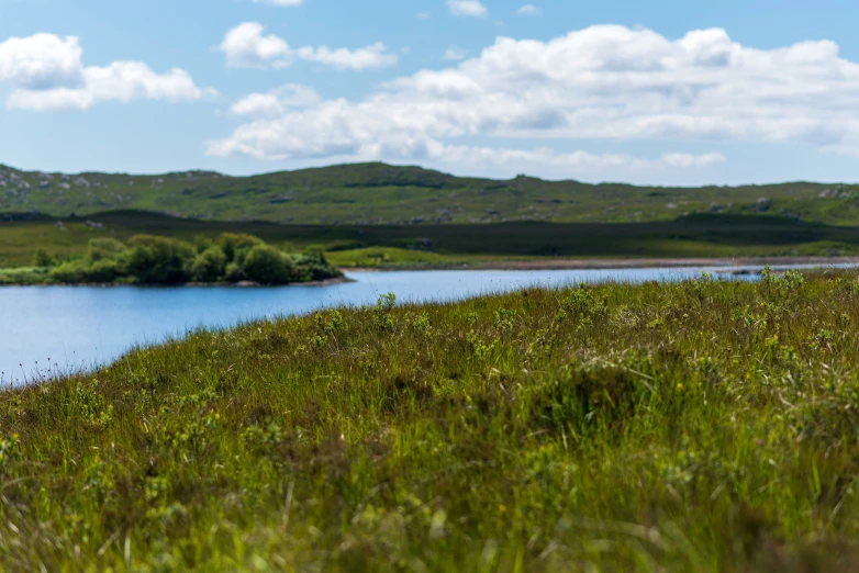 a couple of sheep walking in the grass next to water