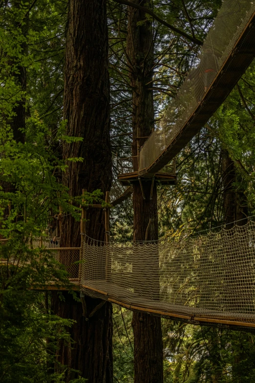 two people walking over a rope course in the forest