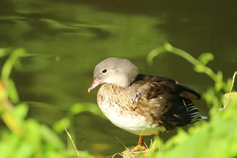 a gray and brown duck standing next to green water