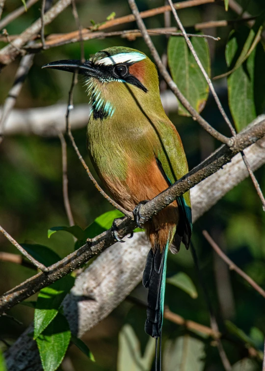 a colorful bird sitting on a nch with leaves around it