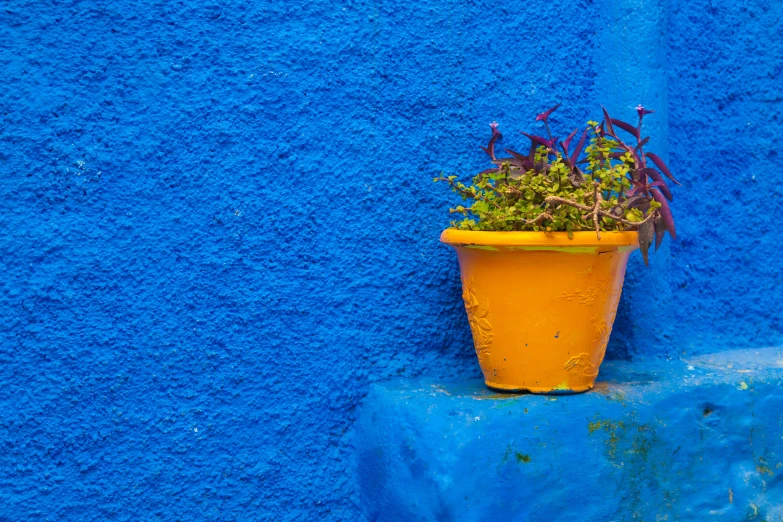 a blue wall and a plant in a yellow pot