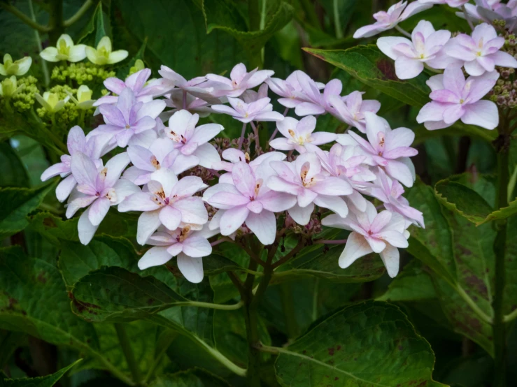 pink flowers bloom on top of a green leaf