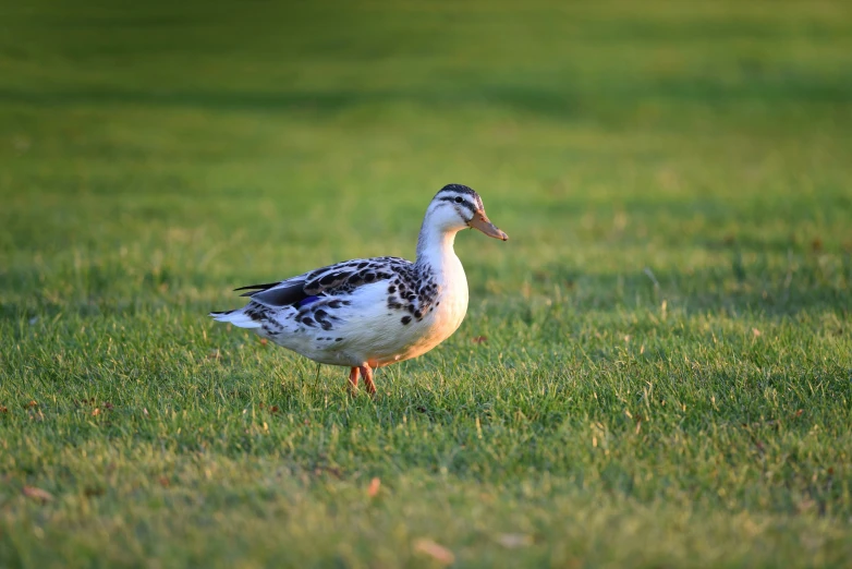 a bird is standing in a green grass field