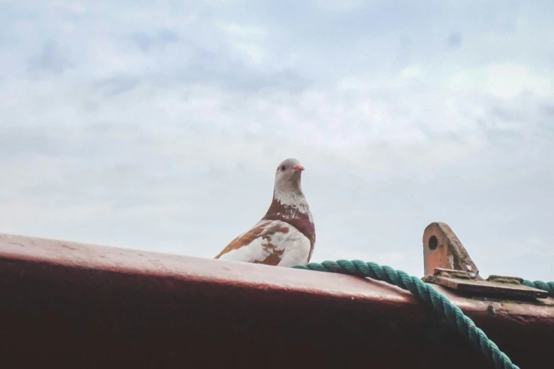 a white bird sitting on top of a boat's deck