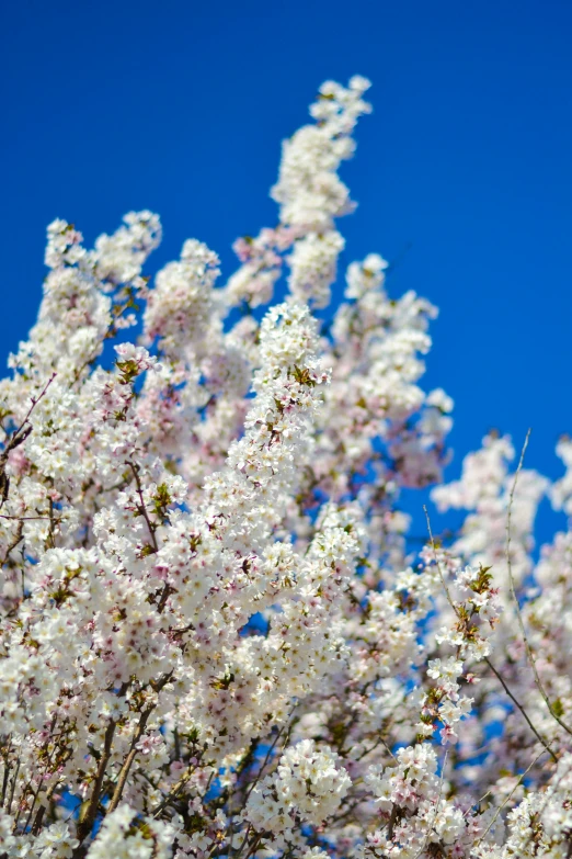 the flowering nches of tree in blossom against the sky