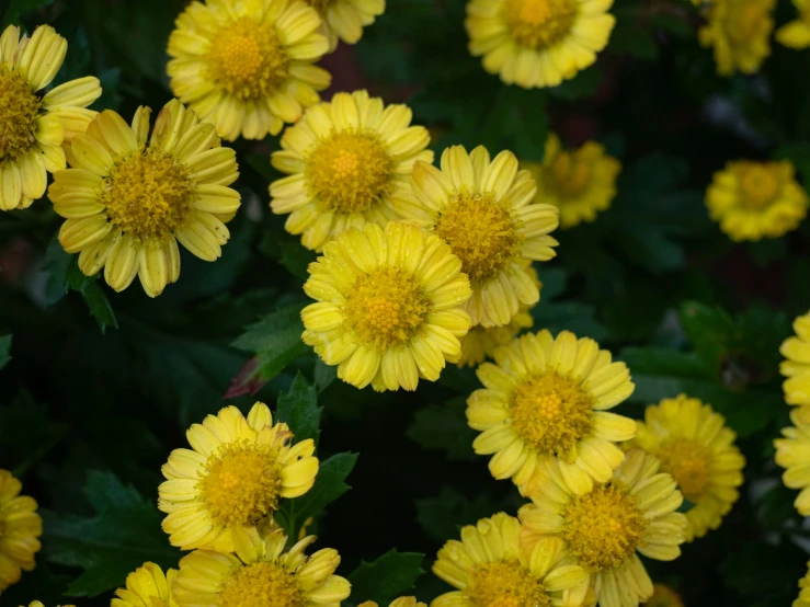 a large bunch of yellow flowers together in the sun