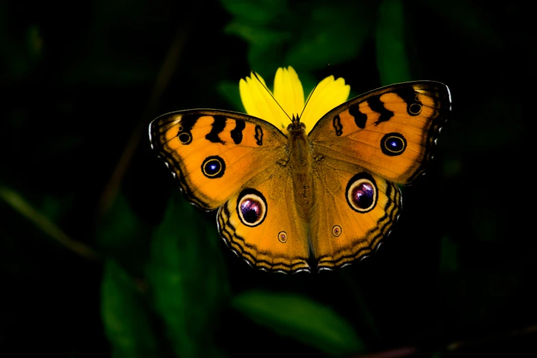 erfly looking down at camera during night with yellow flower