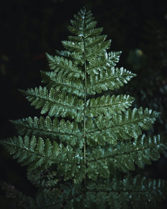 a small fir tree with dark background