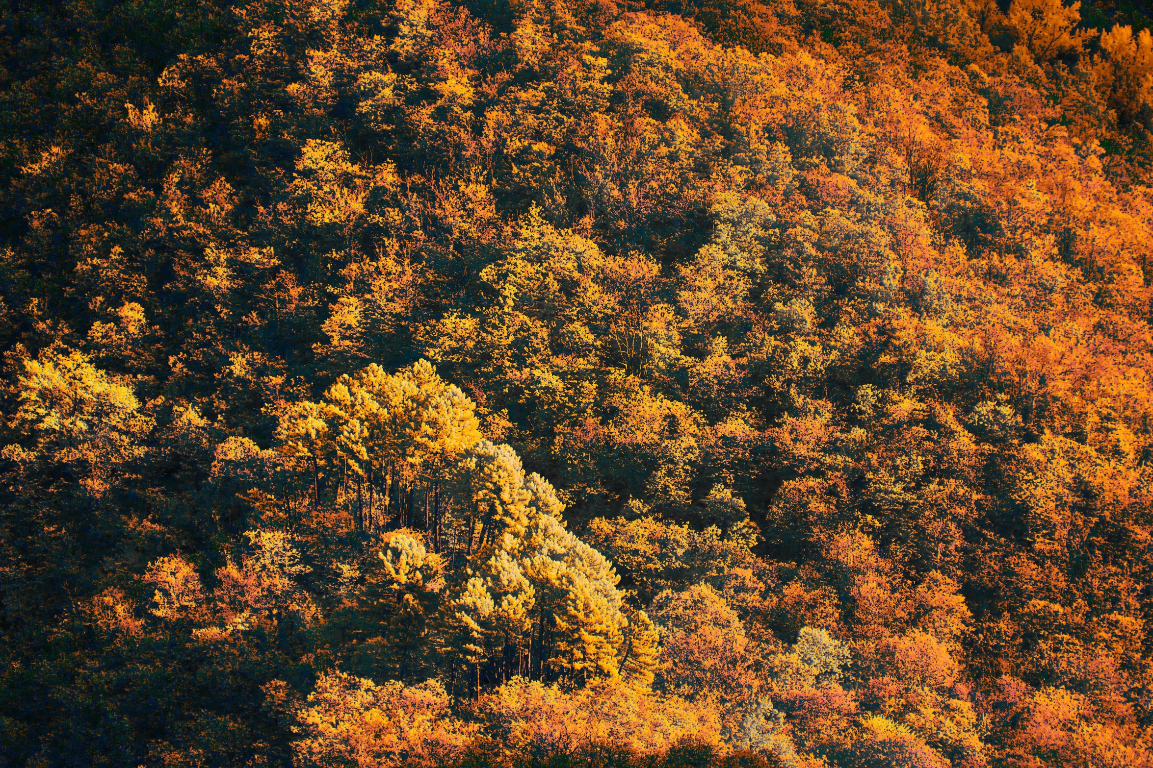 an aerial view of a large forest in fall