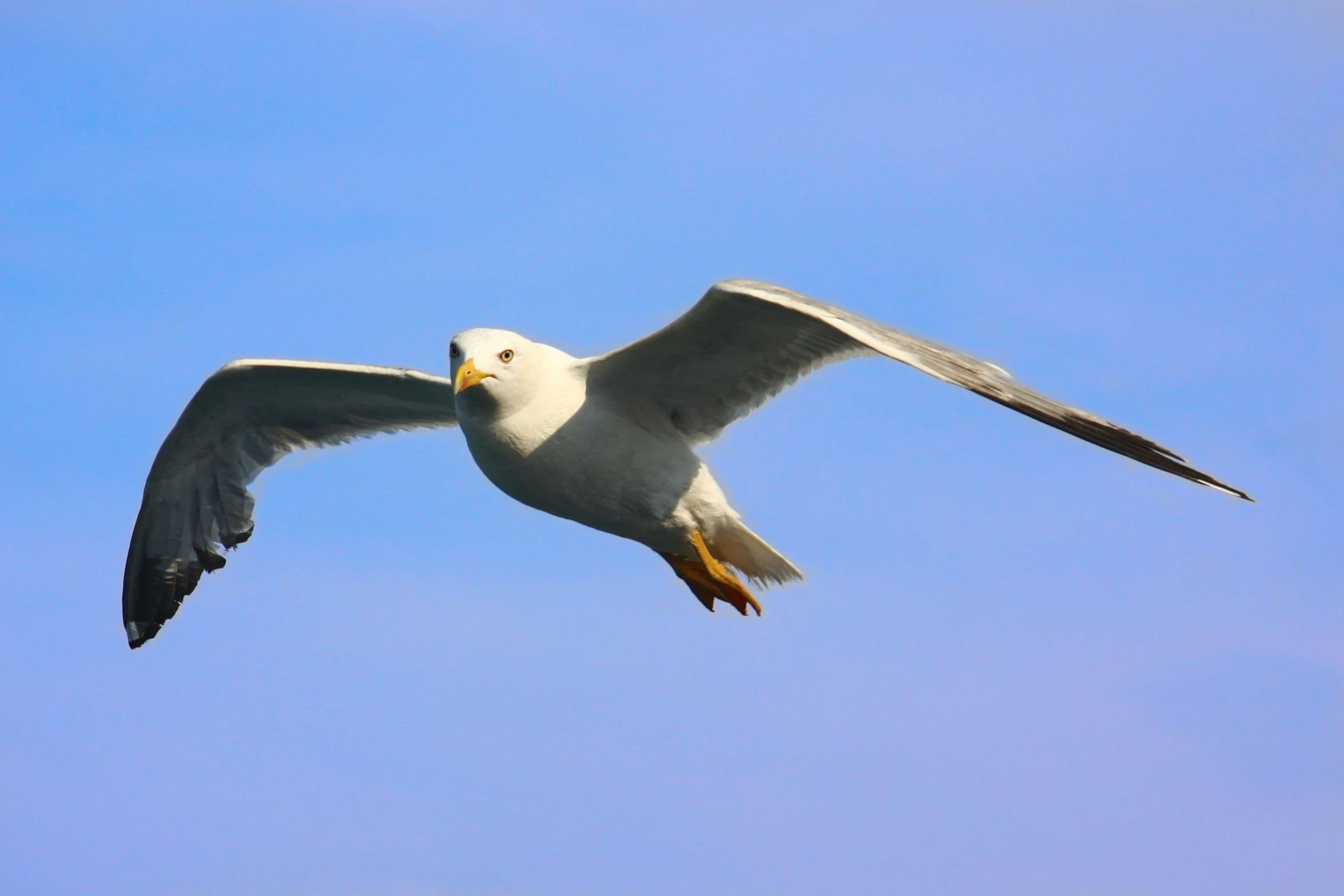 there is a bird that is flying high in the sky