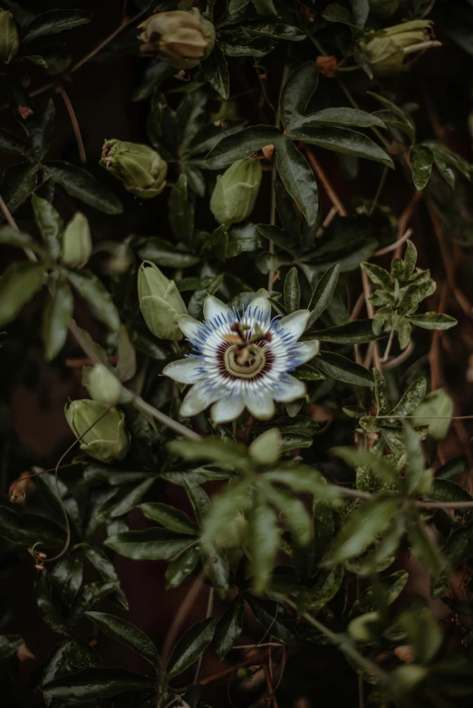 a white flower is surrounded by greenery