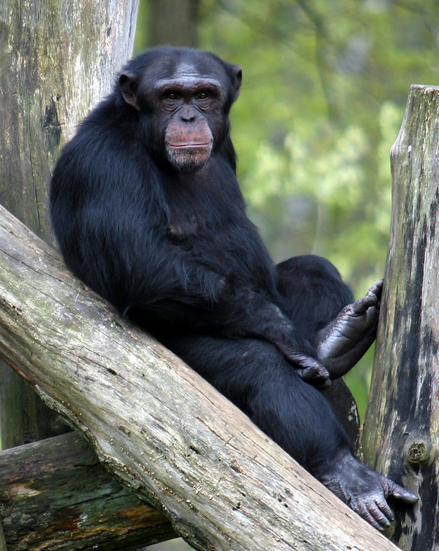 a black chimpan sitting on top of a tree nch