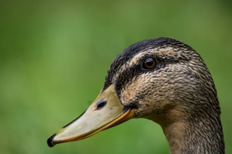 a black and tan duck standing with its face to the camera