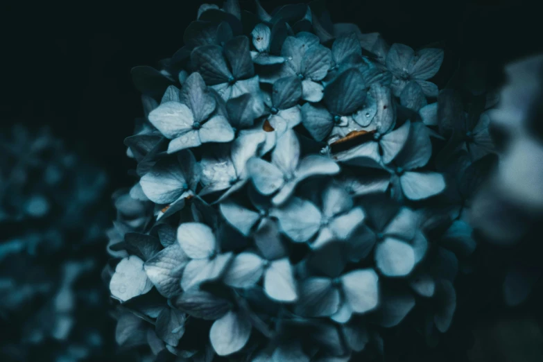 a bunch of white flowers that are blue