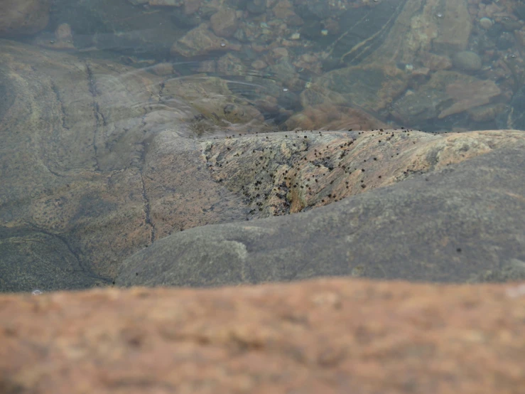 small holes in a boulder with water surrounding them