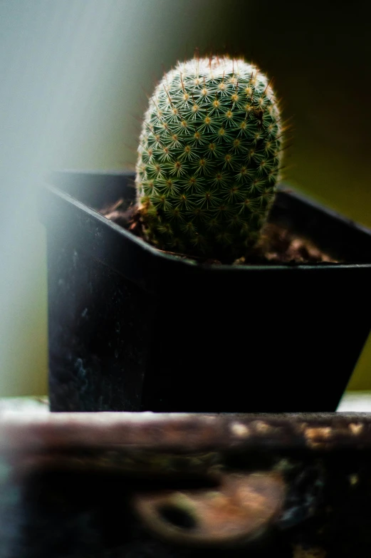 a small cactus is sitting on a brown surface