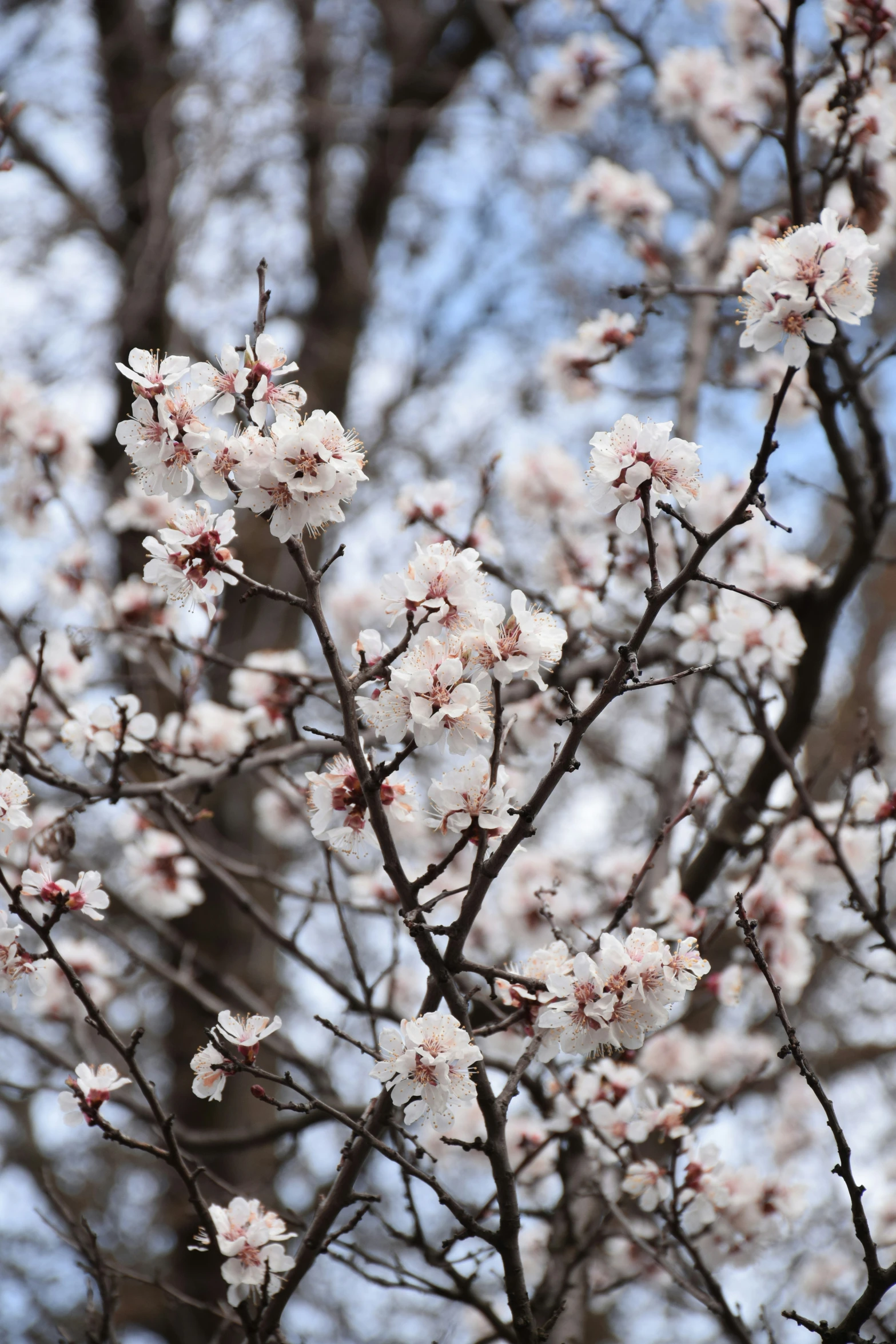 closeup of blossom on a tree with blue sky background