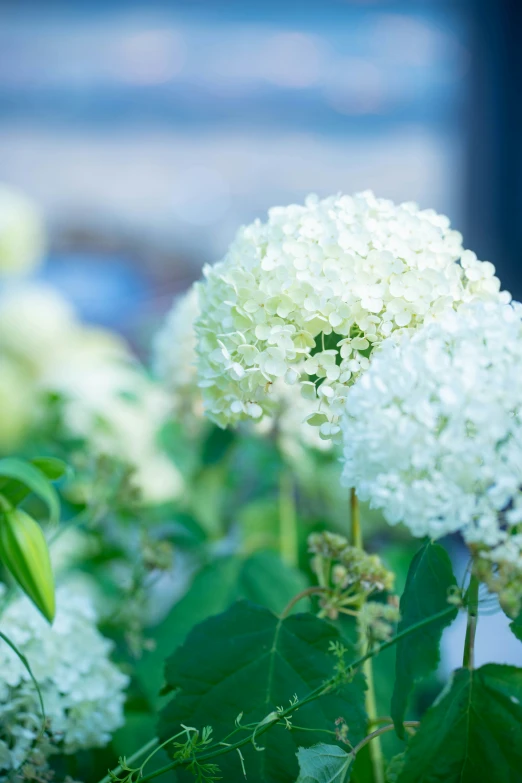 a bunch of white flowers with green leaves