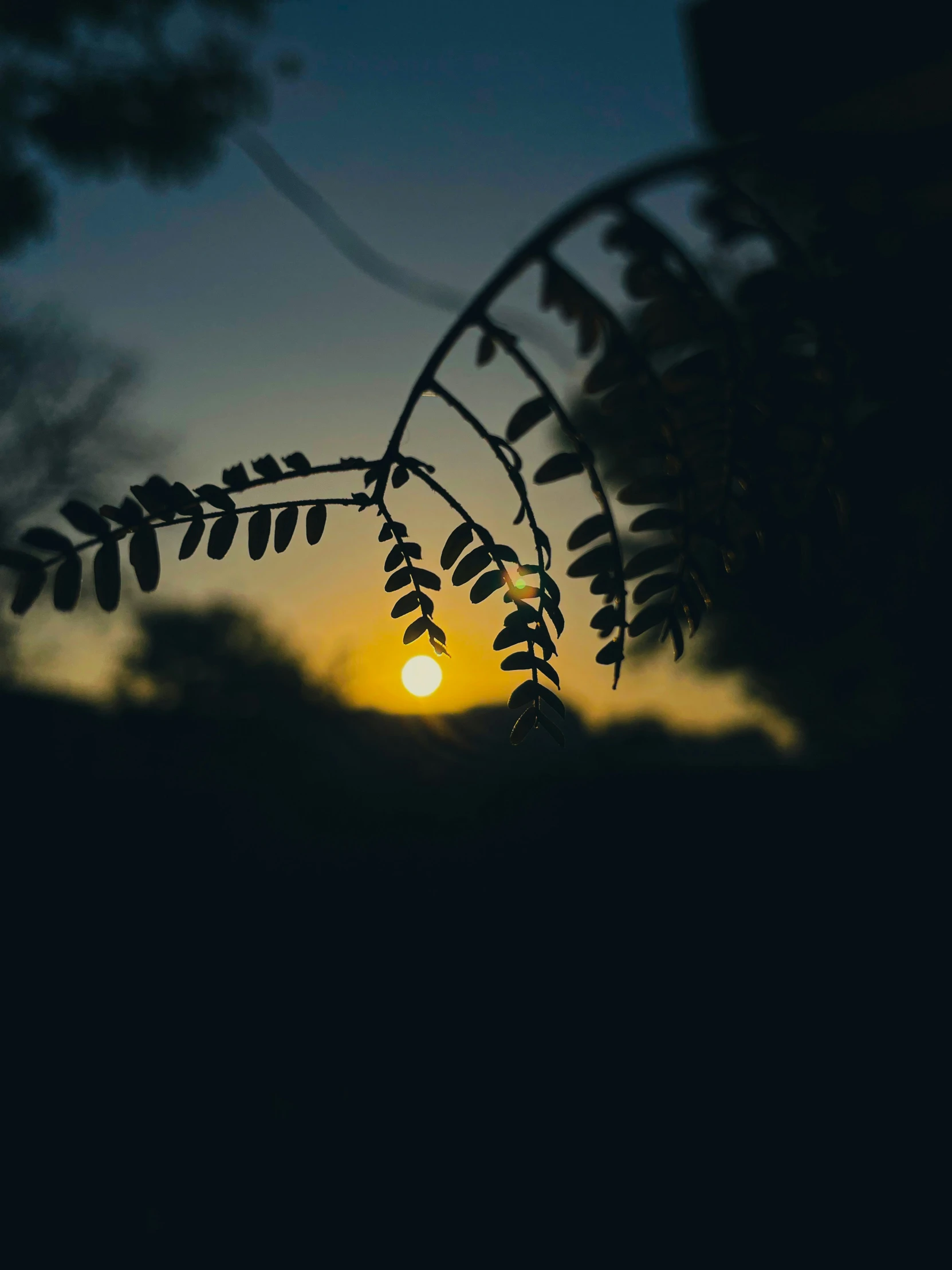 the sun is shining brightly in the sky behind tree leaves