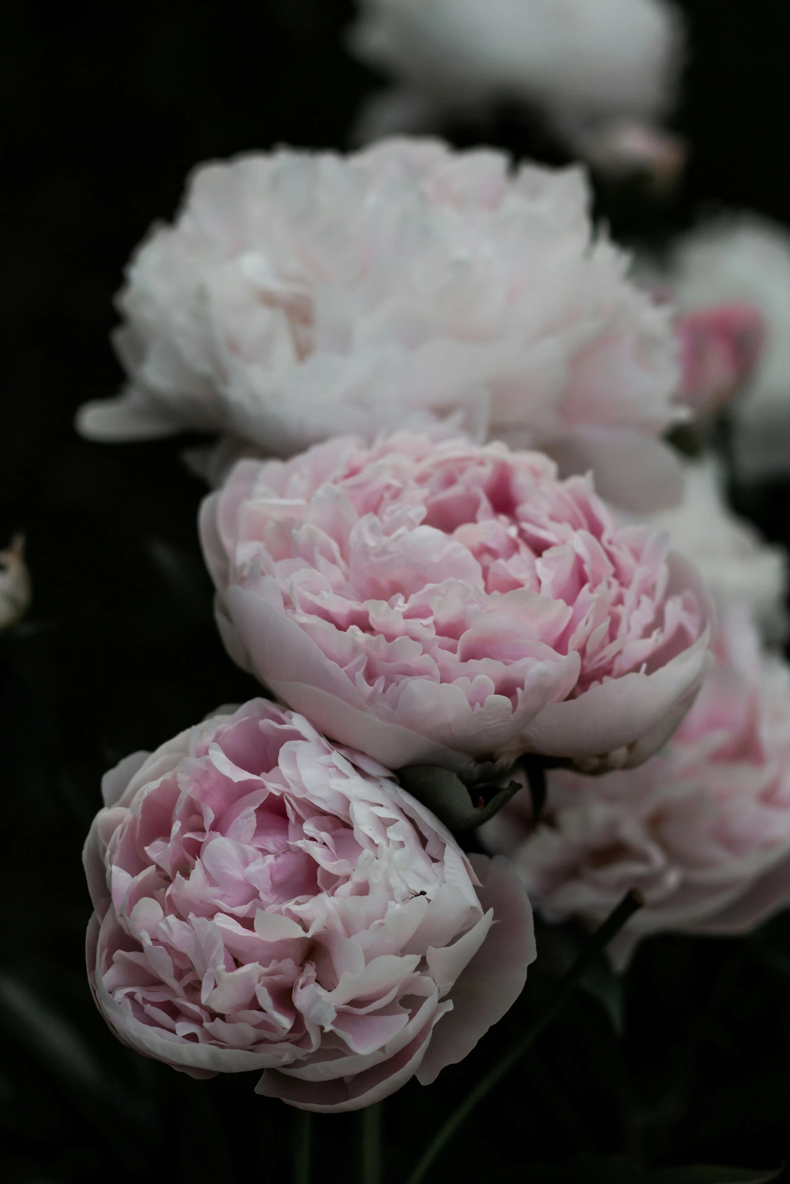 some very pretty flowers sitting in a bunch