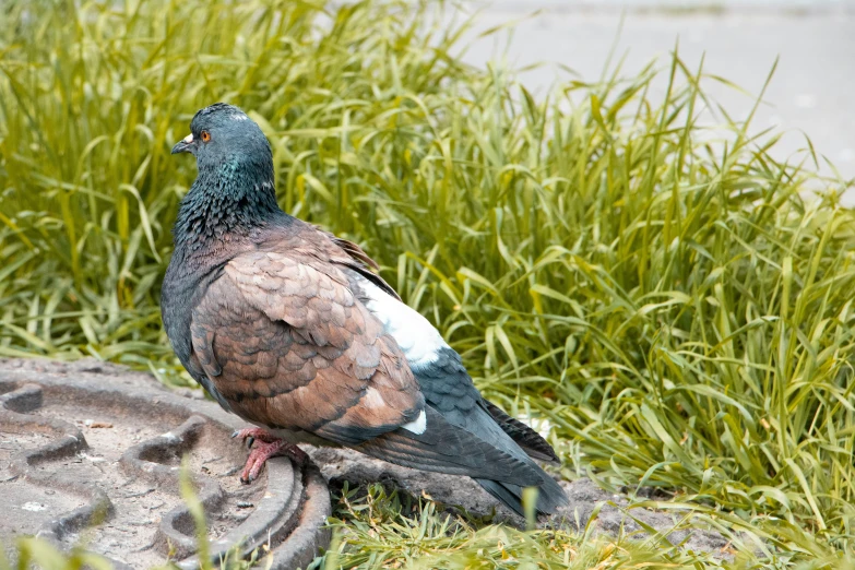 a pigeon standing in the middle of a grassy area