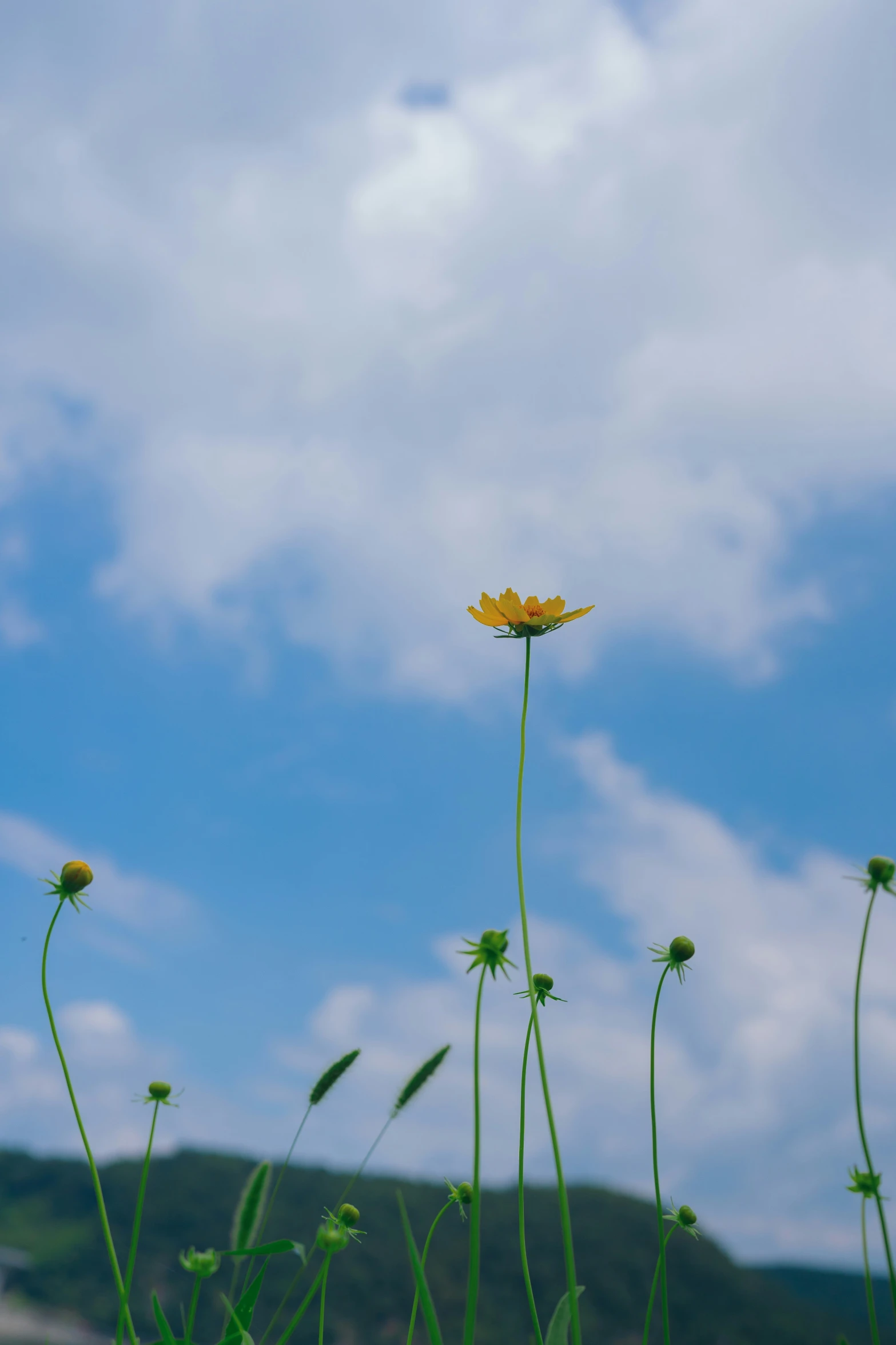 a yellow flower with green stem and long stem in foreground and sky in background