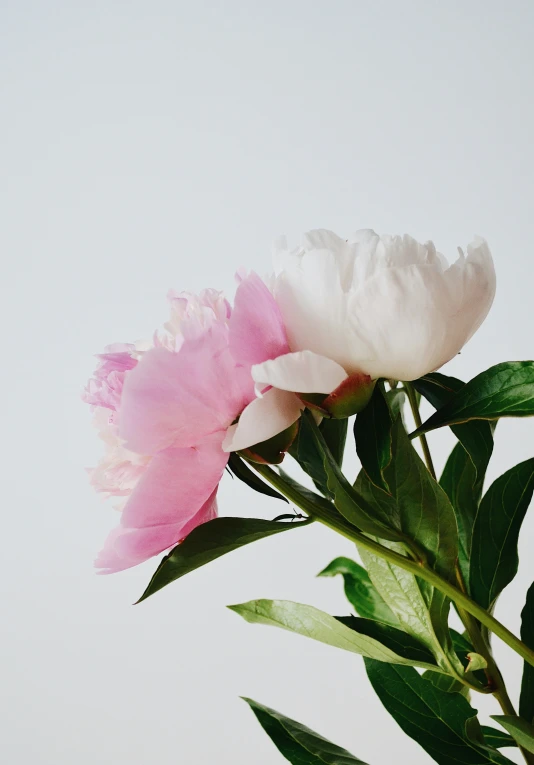 a close up po of a pink and white flower