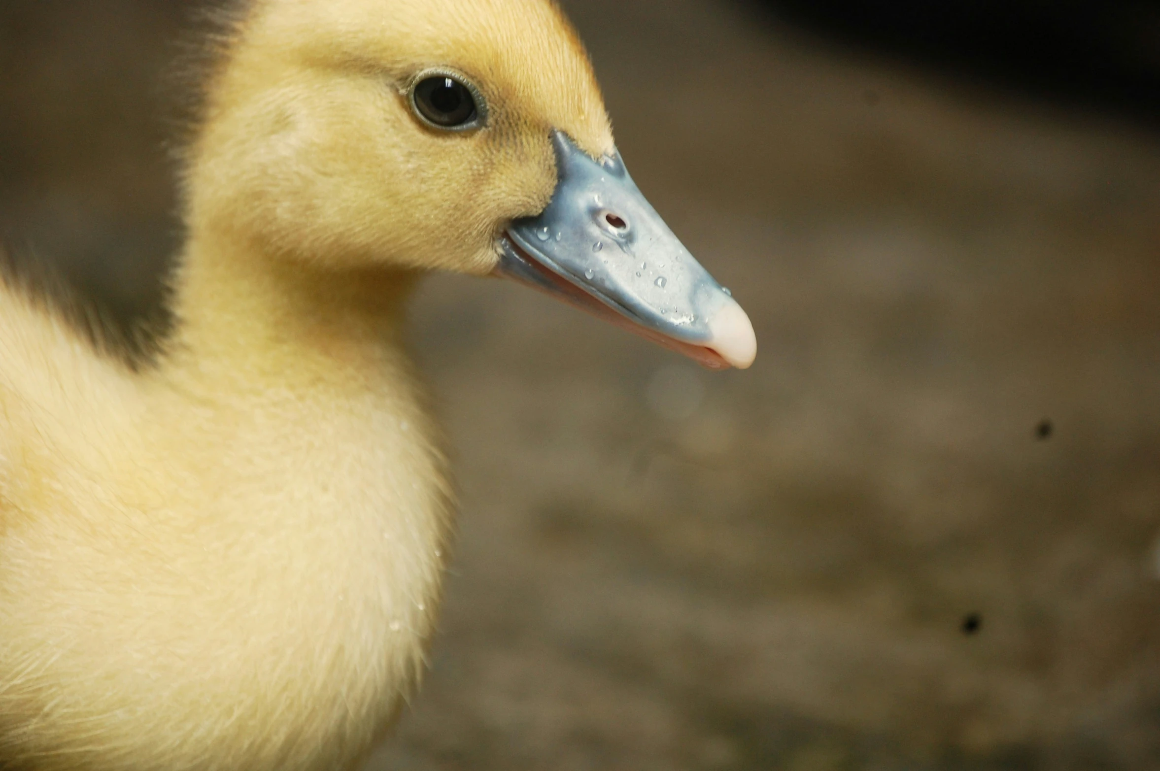 the duck has black eyes and has long beak