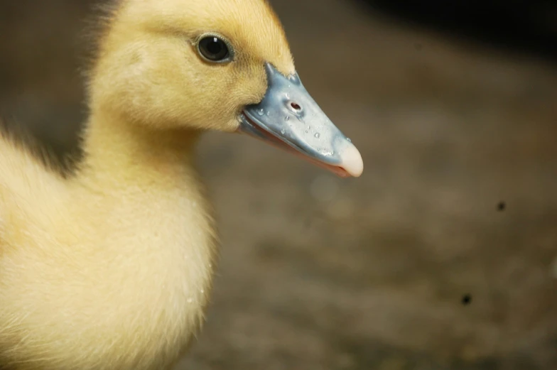 the duck has black eyes and has long beak