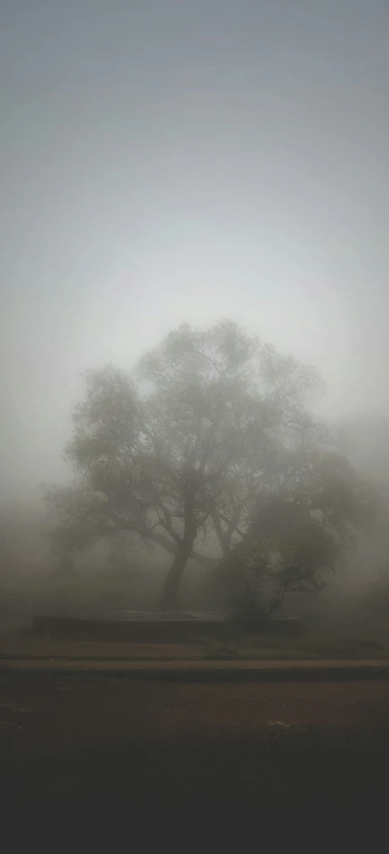 the foggy trees have turned gray and the grass below is green