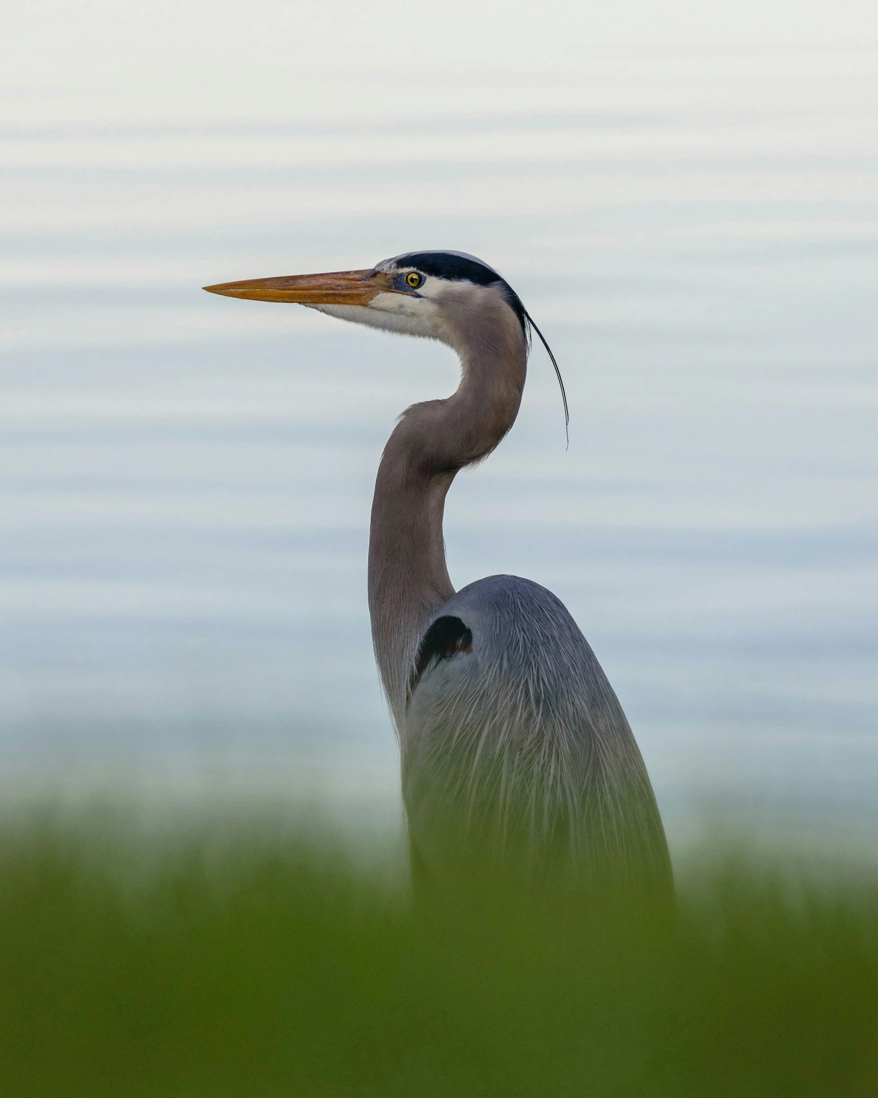 a heron with a long neck and long legs