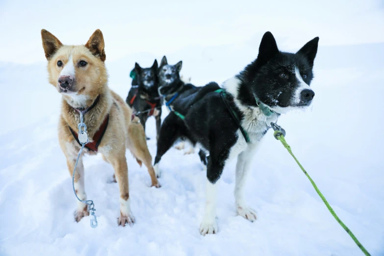 a dog is following behind two dogs on a leash