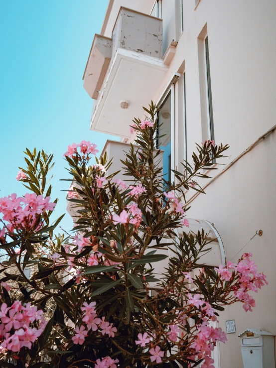 pink flowers in front of a white building